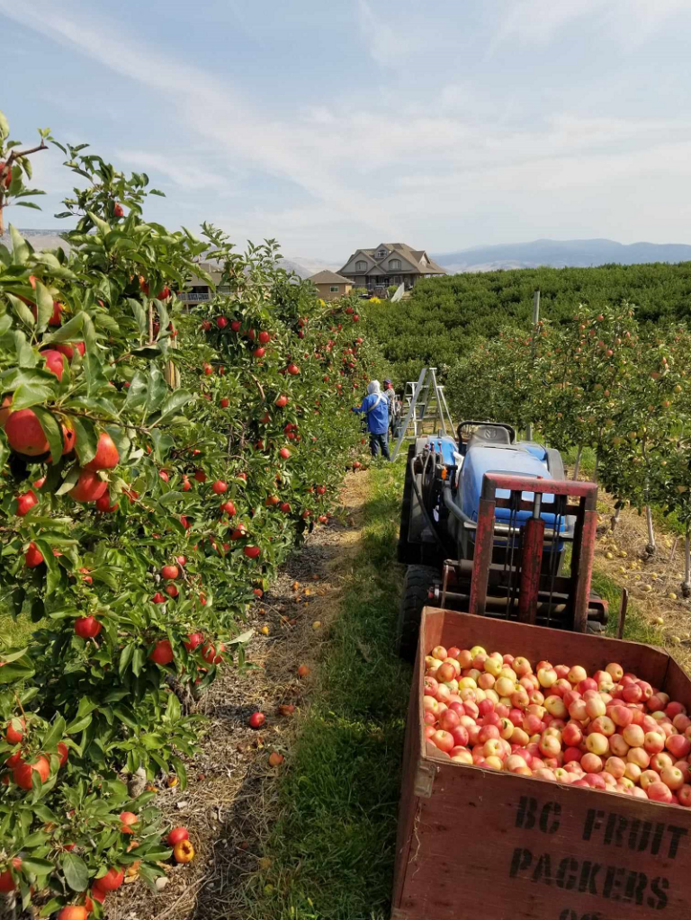 La abundancia de fruta manzanas en el Valle de Okanagan, con un trailer lleno de fruta que se mira deliciosa.