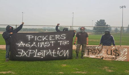 Cuatro personas enmascaradas con pancartas que dicen Pickers contra la explotacion. Paganos Sandhu.